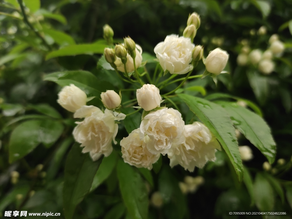 木香花