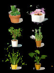 植物