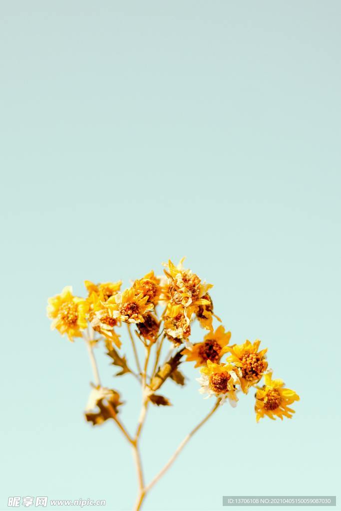 唯美菊花