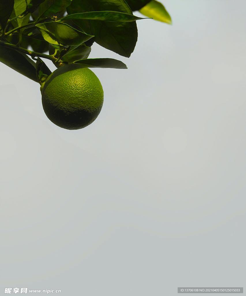 绿色橘子