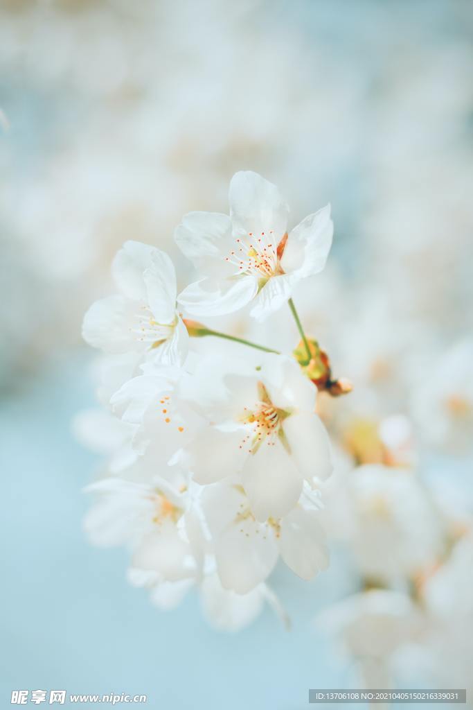 花朵
