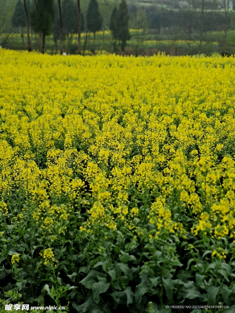 油菜花