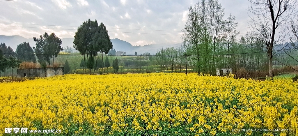 油菜花