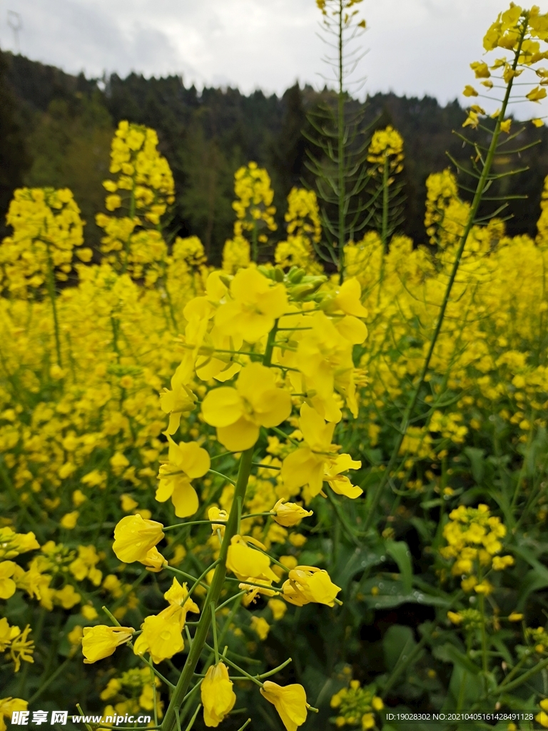 油菜花