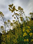 油菜花