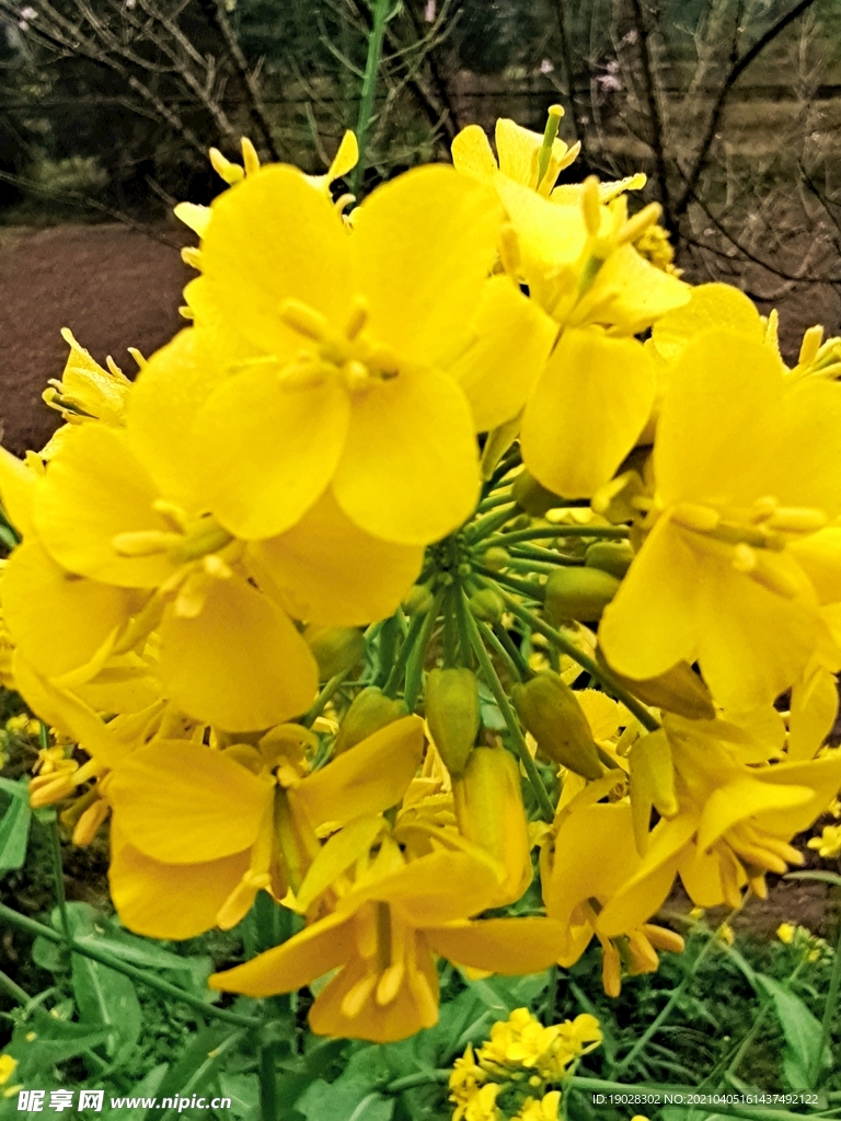 油菜花