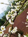 李子花