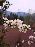 李子花