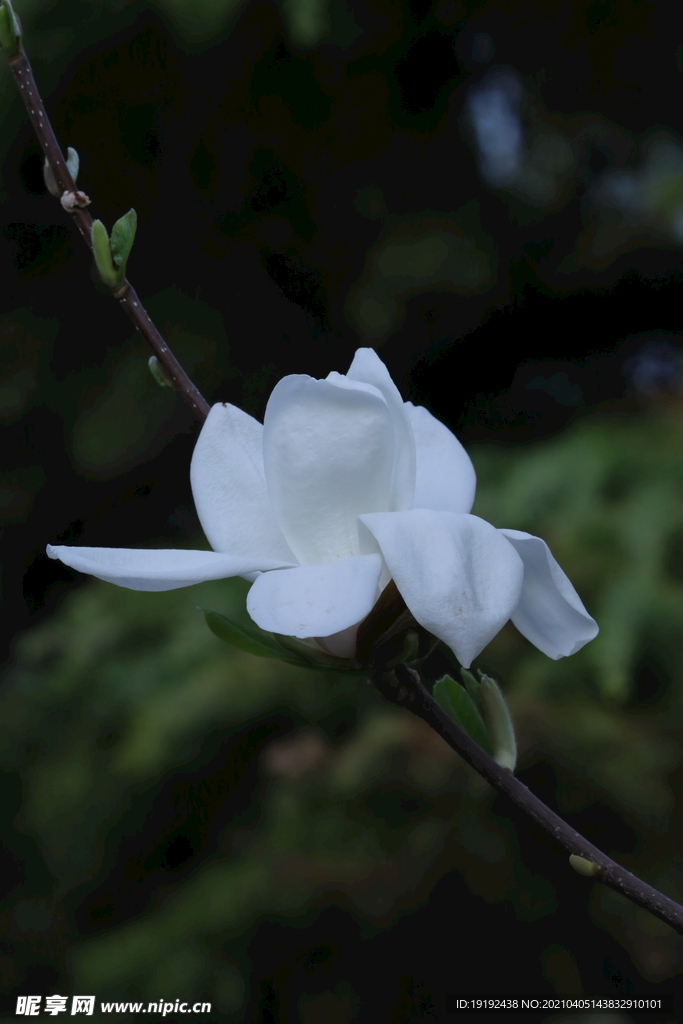 玉兰花