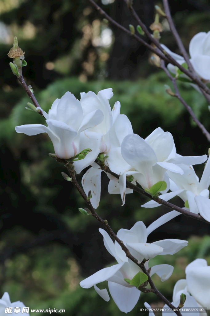 玉兰花
