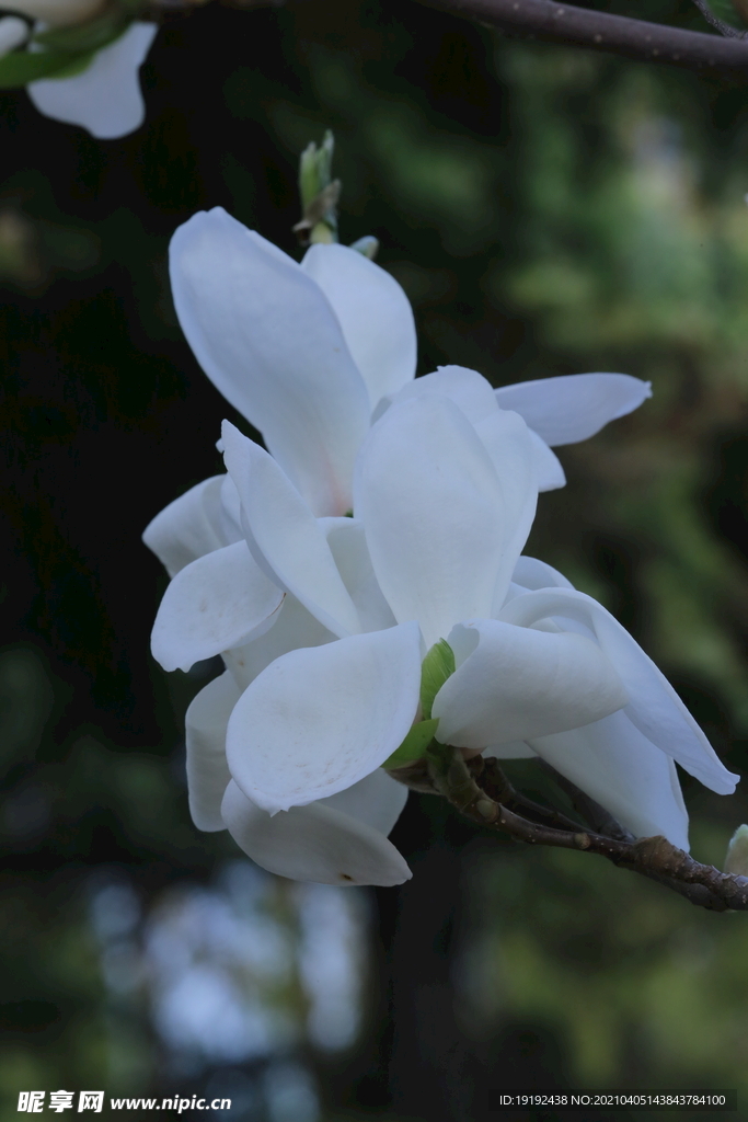 玉兰花