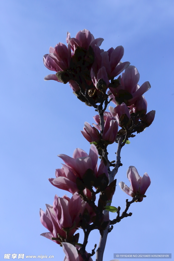 玉兰花