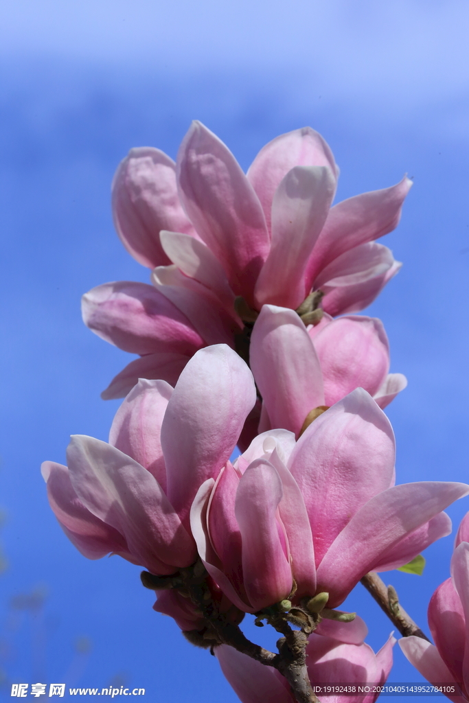 玉兰花