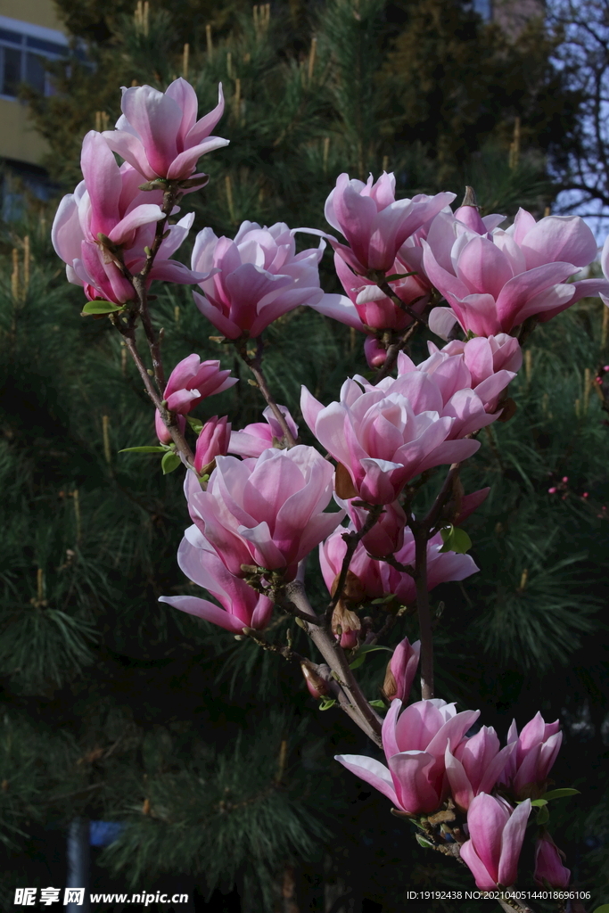 玉兰花