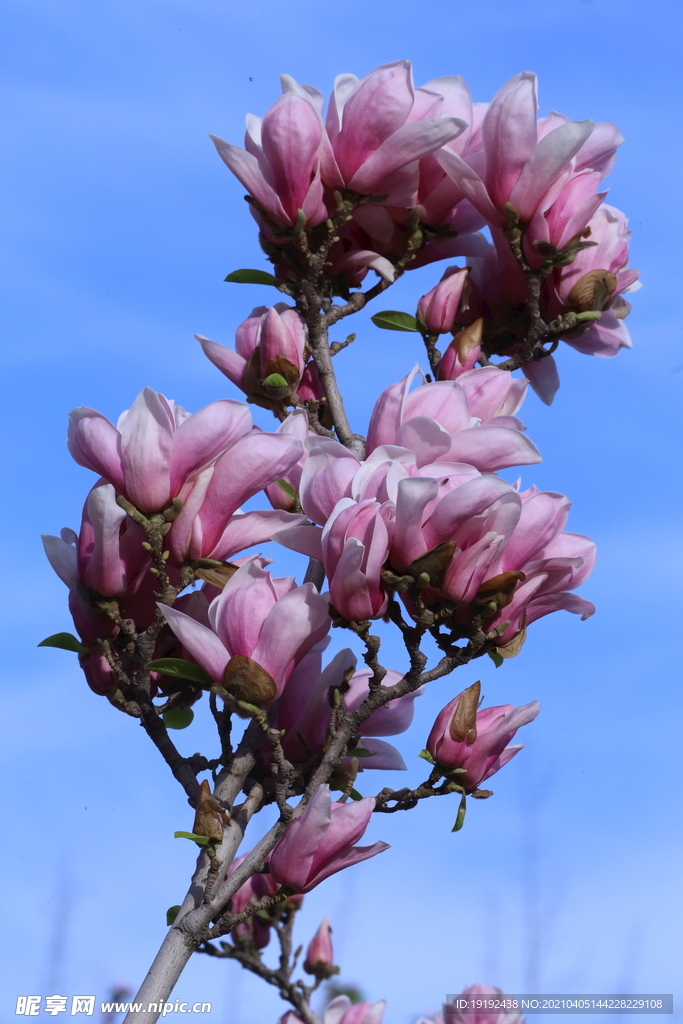 玉兰花