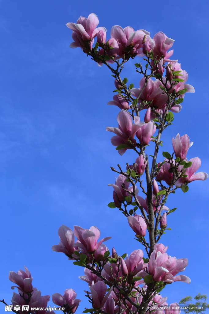 玉兰花