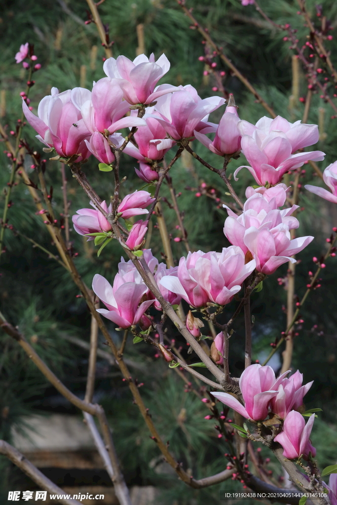 玉兰花