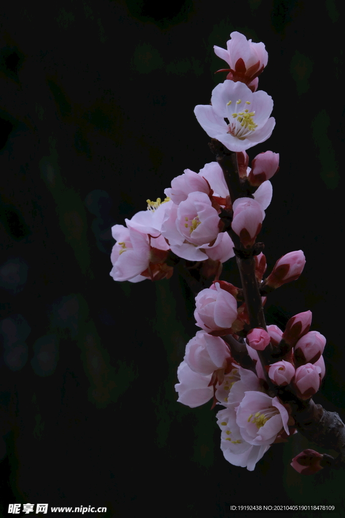 杏花