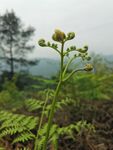 蕨