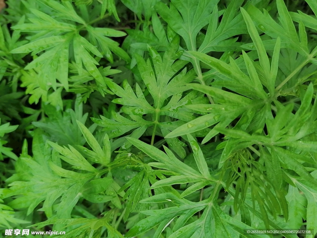 草药 陈艾 青团 医草 艾灸