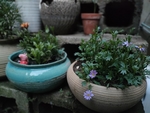 盆栽花卉