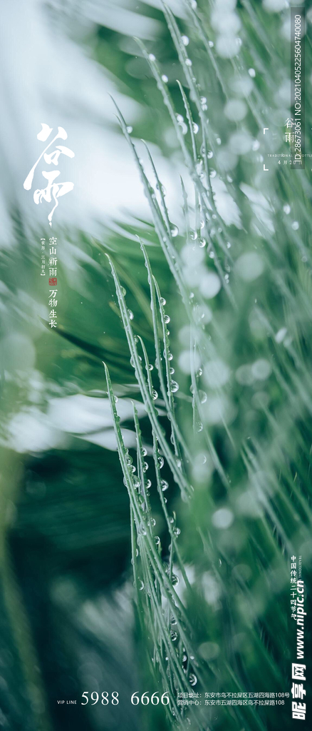 谷雨微信