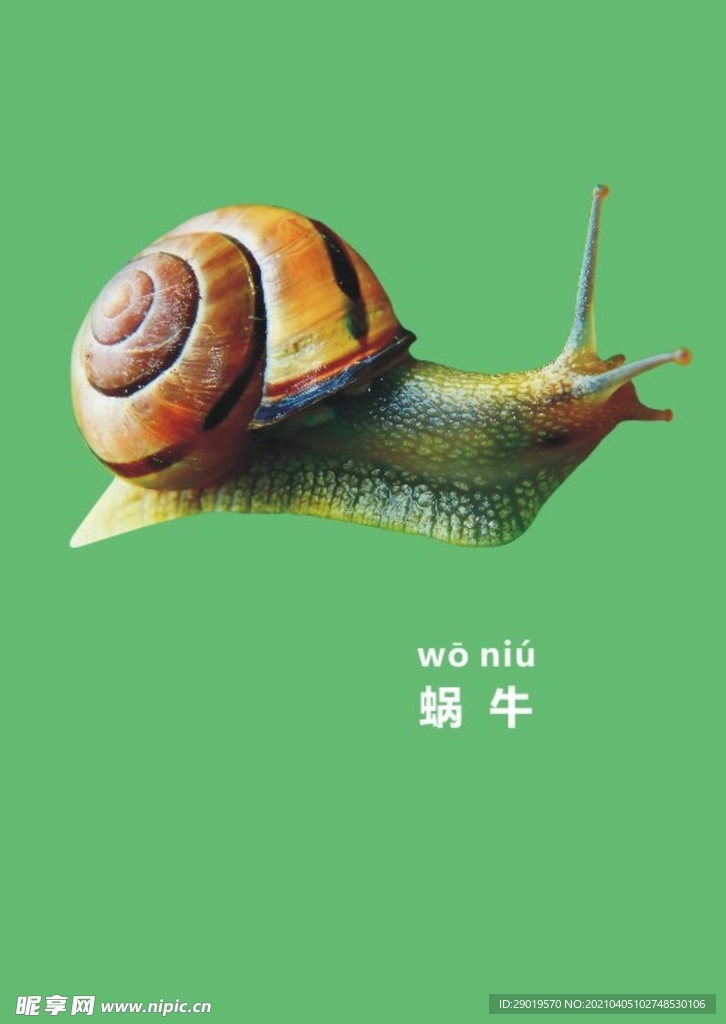 蜗牛绘本