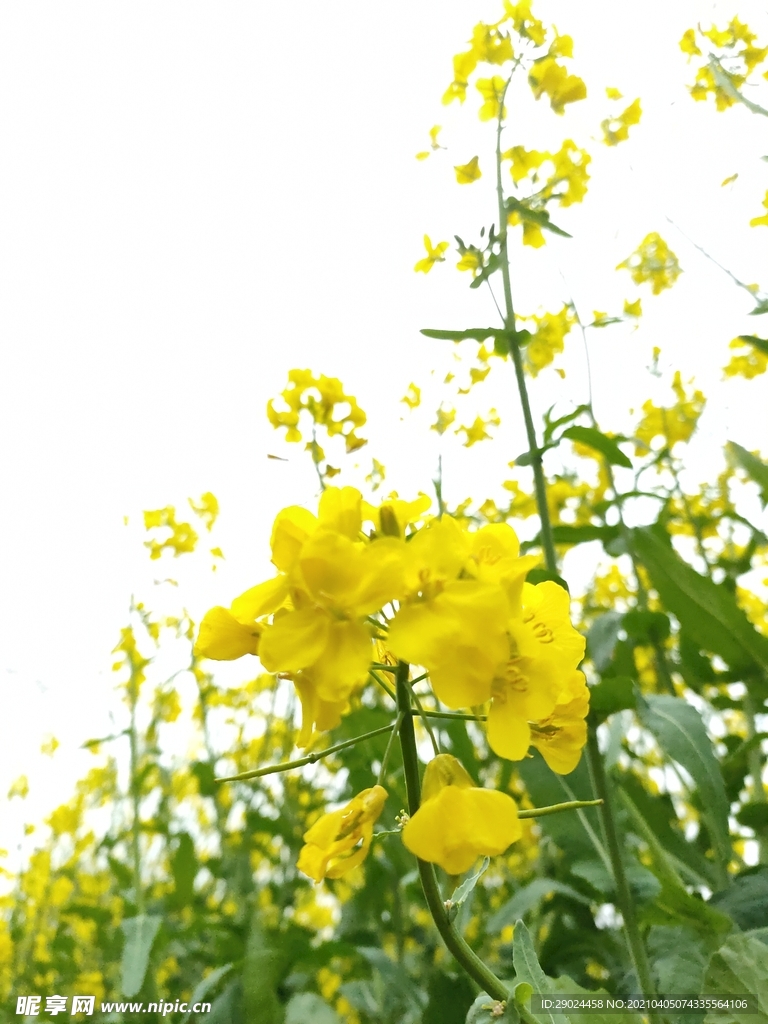 油菜花  春天