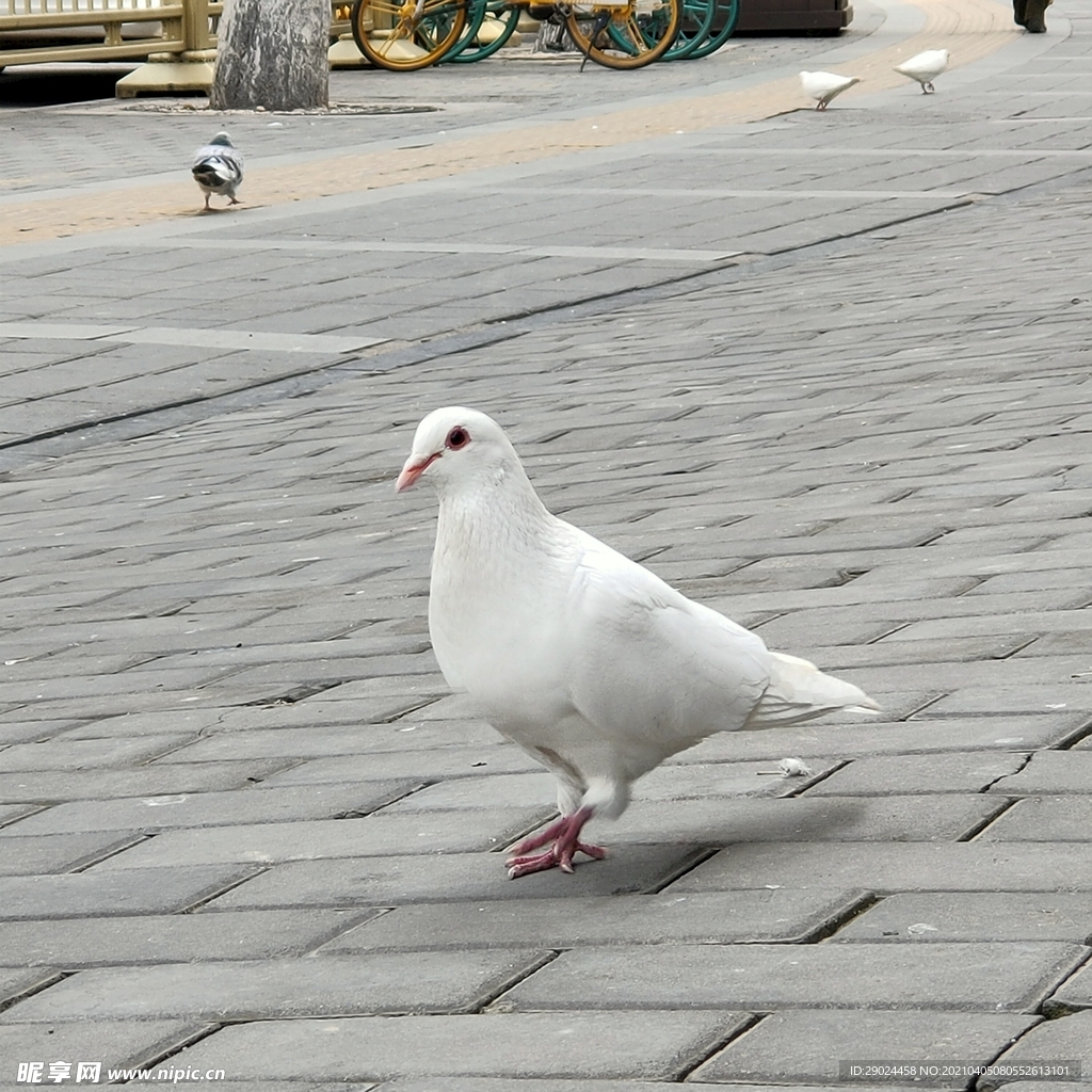 鸽子