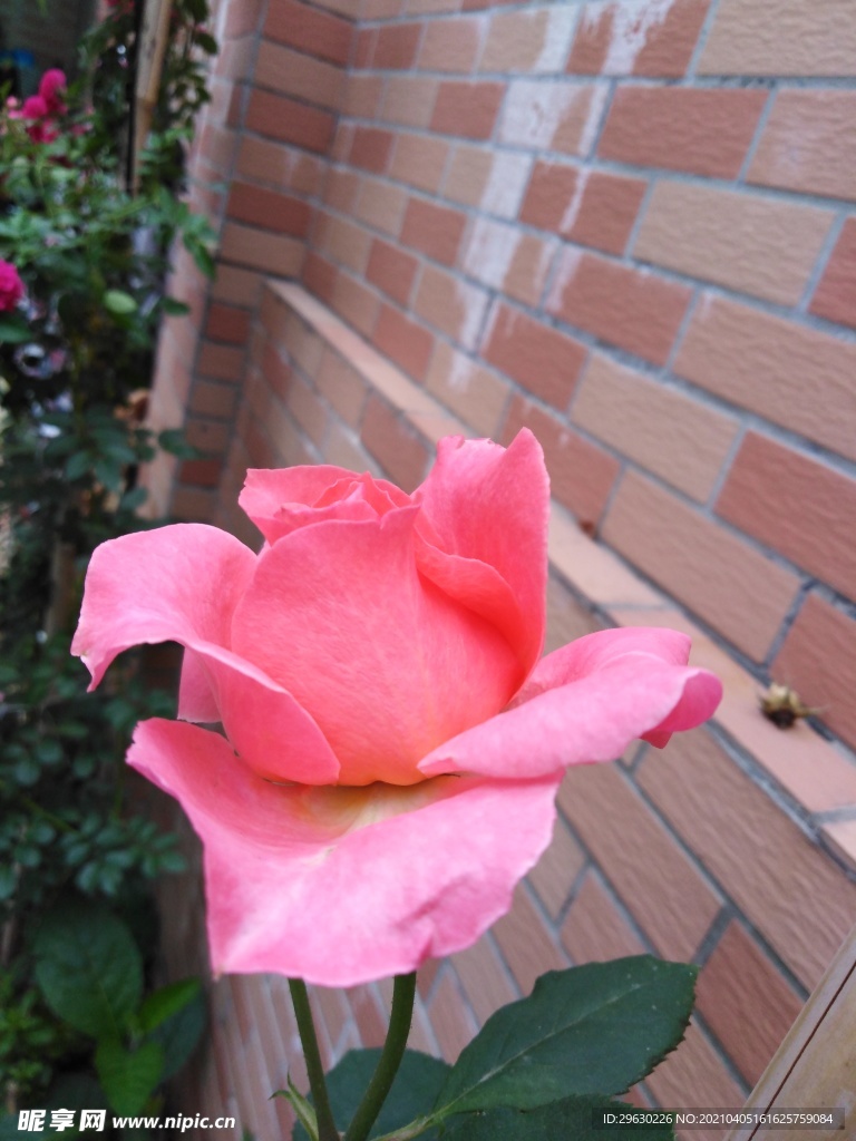 粉色玫瑰花