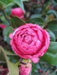 山茶花