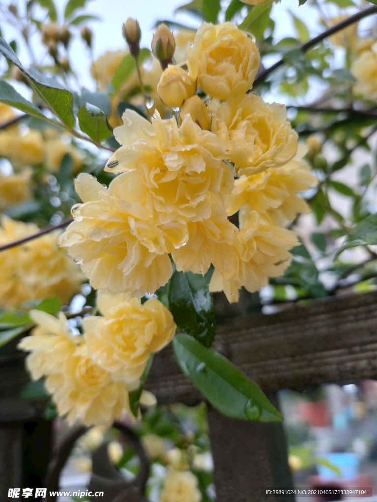 蔷薇花