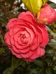 山茶花