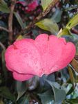 山茶花