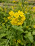 油菜花