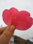 山茶花