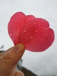 山茶花