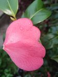 山茶花