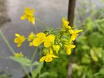 油菜花