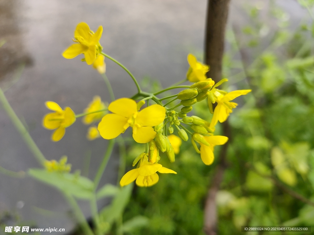 油菜花