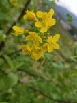 油菜花