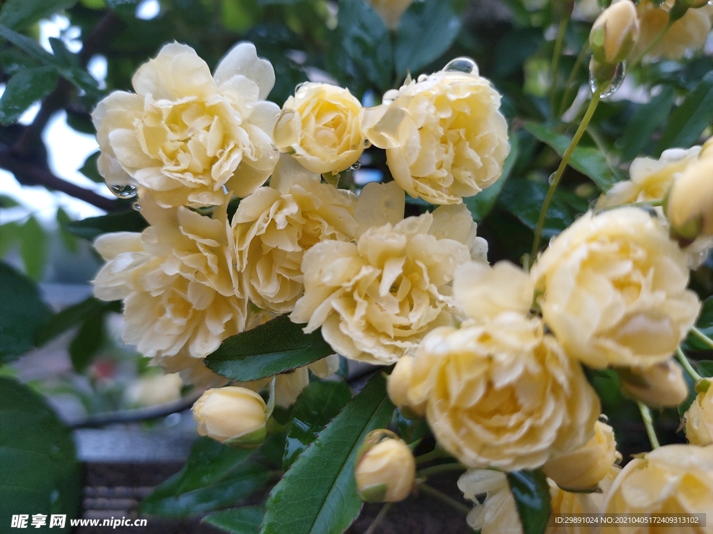 蔷薇花