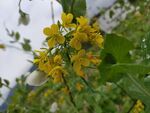 油菜花