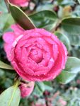 山茶花