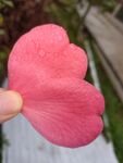 山茶花