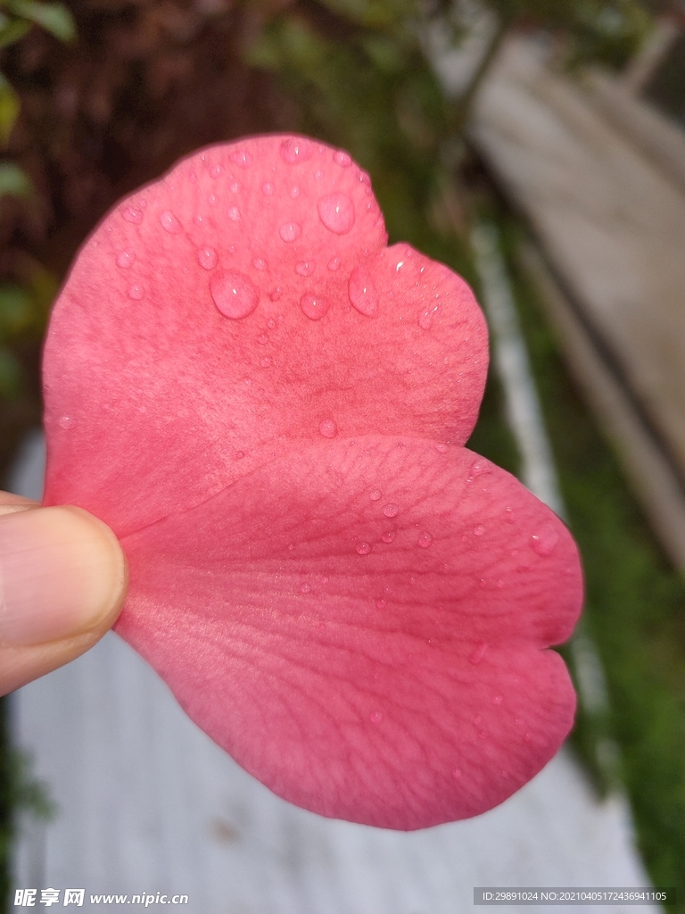 山茶花