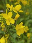油菜花