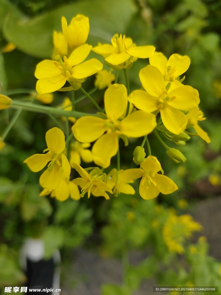 油菜花