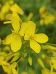 油菜花