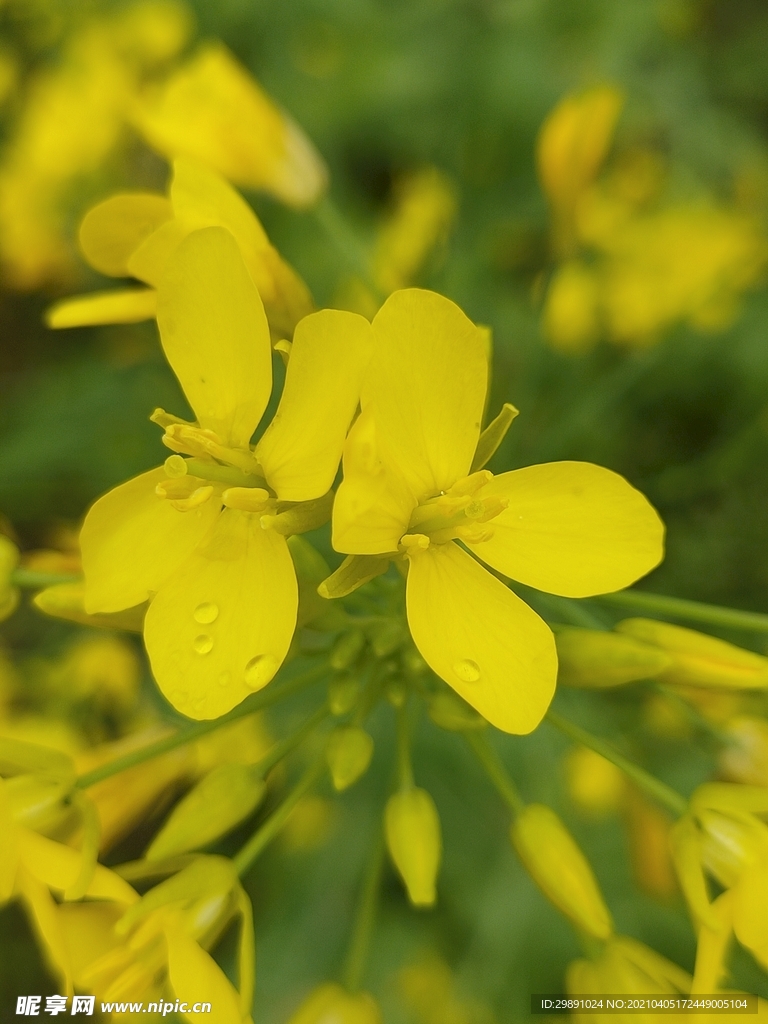 油菜花